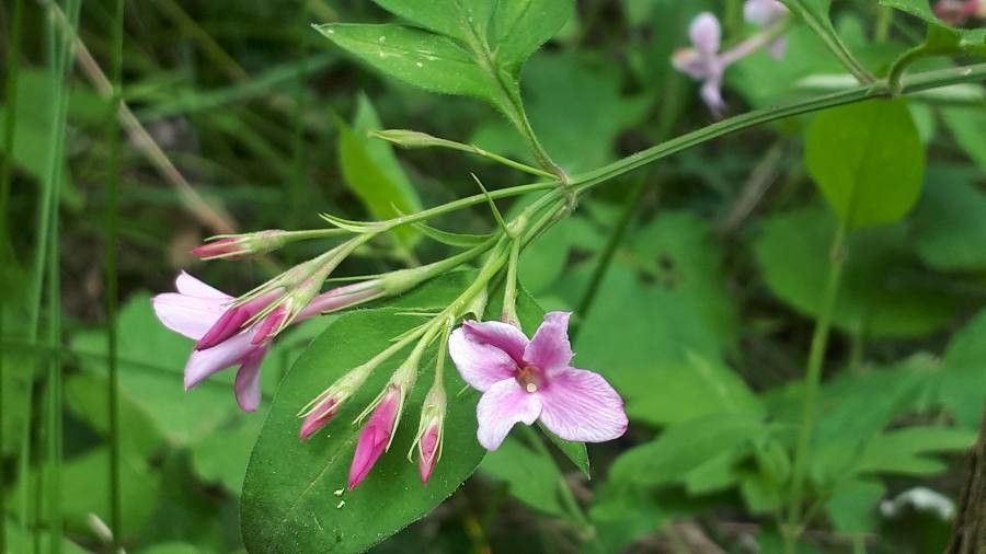 Jasminum beesianum flower