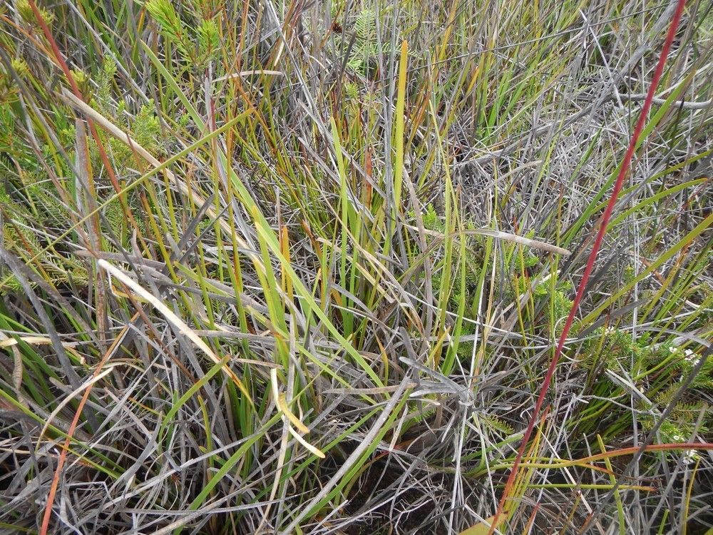 Xyris neocaledonica habit