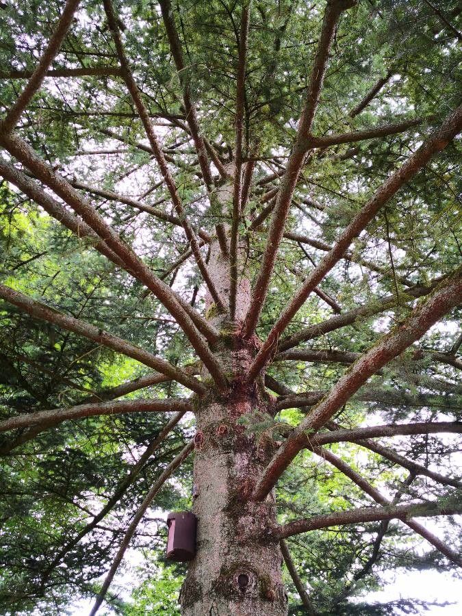 Abies homolepis habit