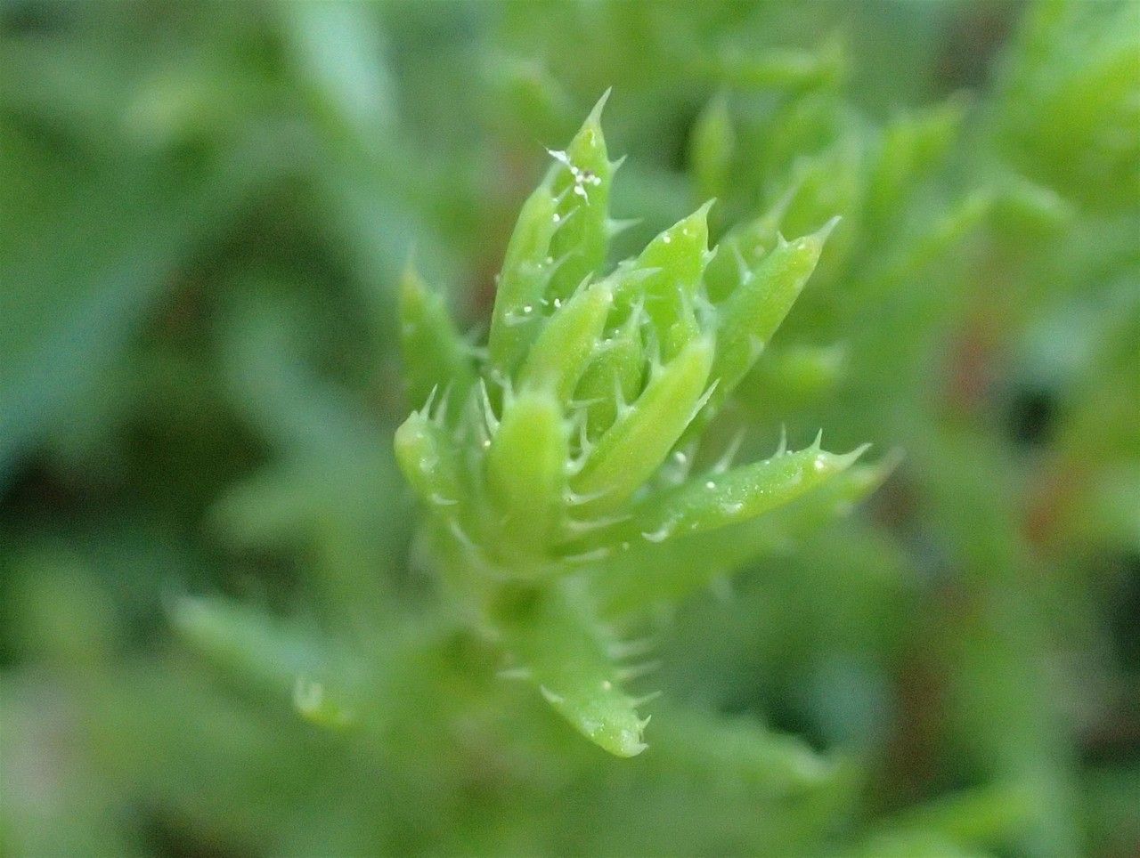 Saxifraga aspera fruit