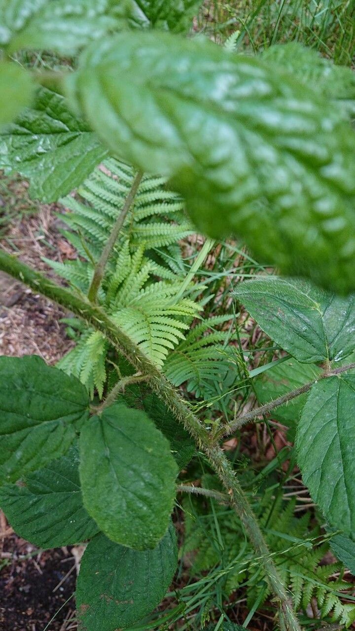 Rubus schleicheri bark