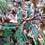 Photinia serratifolia