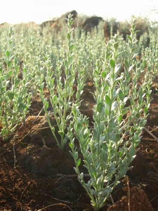 Cressa truxillensis habit