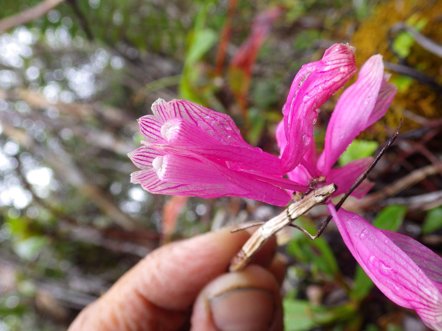 Dendrobium baeuerlenii — houseplant care guide