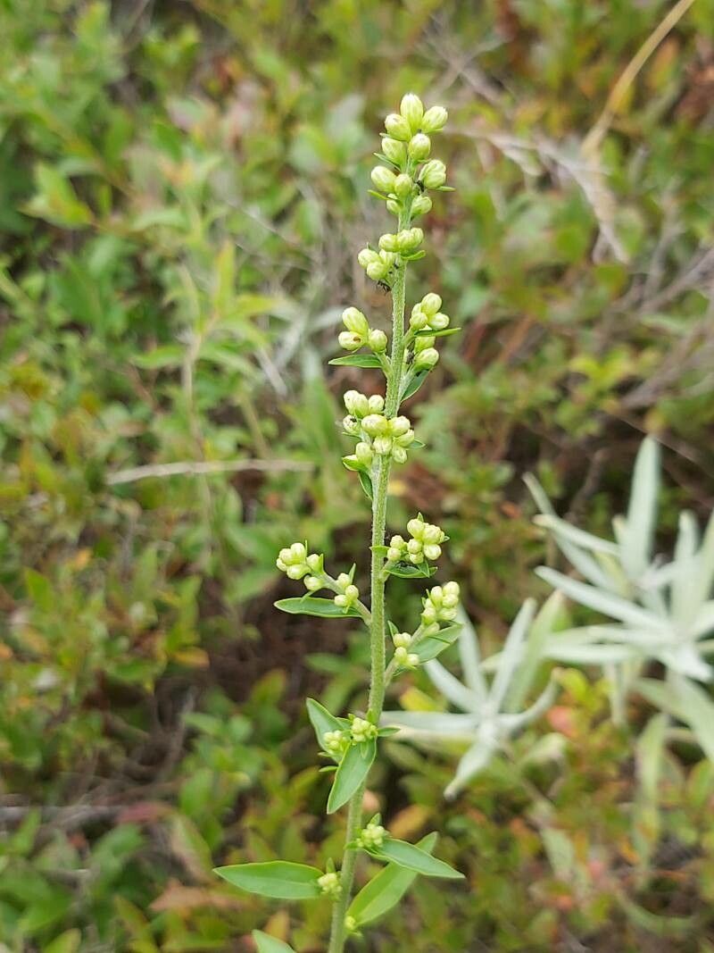 Solidago bicolor flower