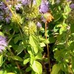 Mentha pulegium