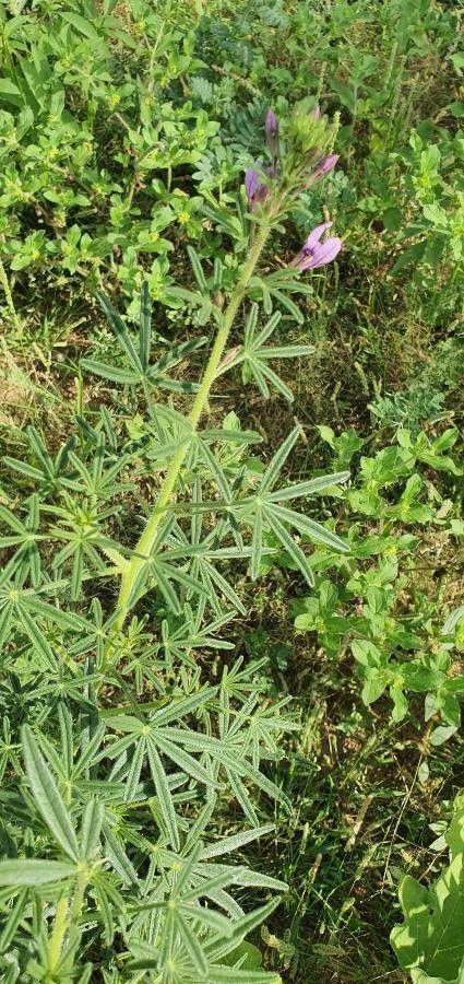 Cleome usambarica — houseplant care guide