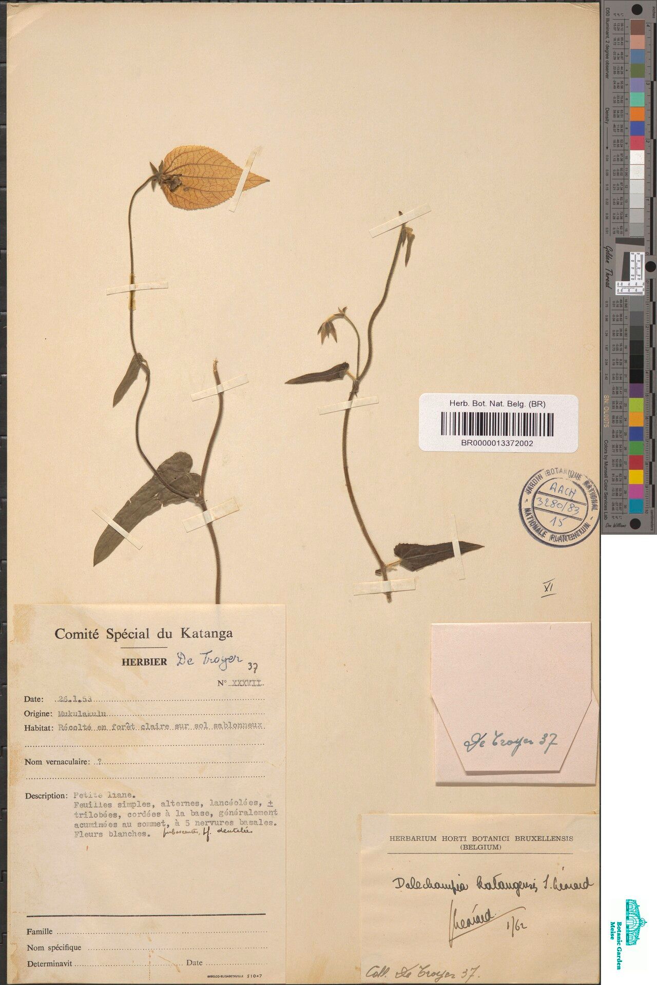 Dalechampia katangensis — houseplant care guide