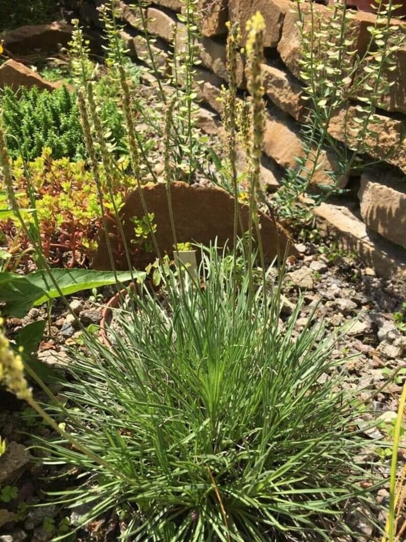 Taraxacum leucoglossum — houseplant care guide