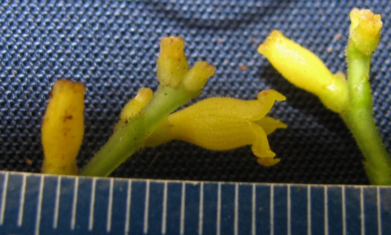 Psychotria solitudinum — houseplant care guide