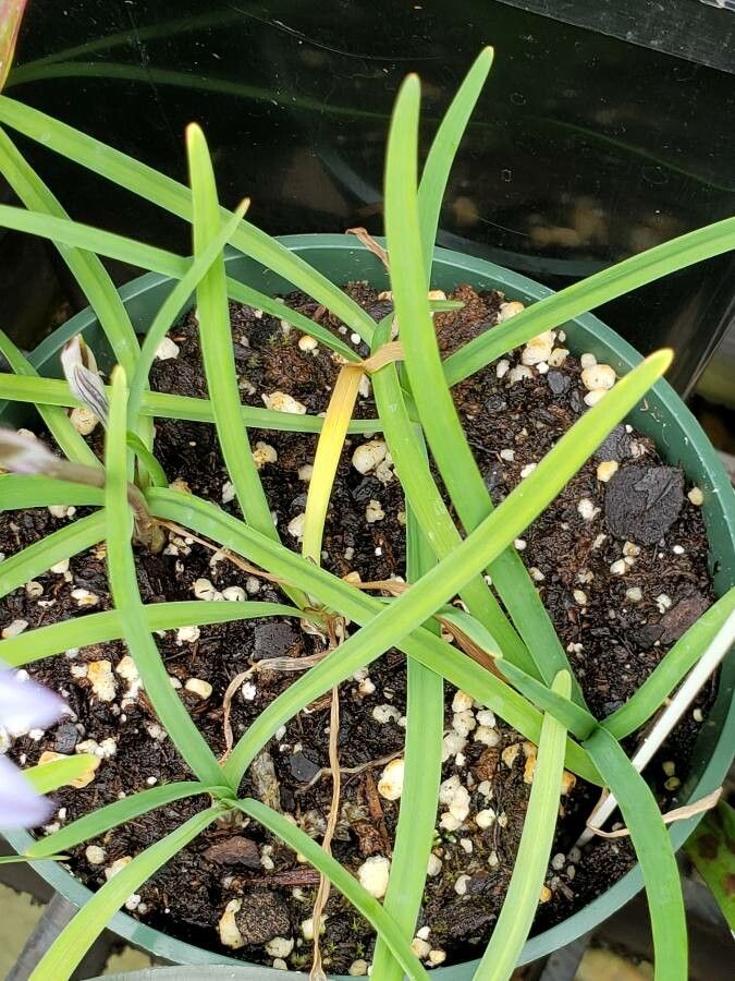 Ipheion uniflorum leaf