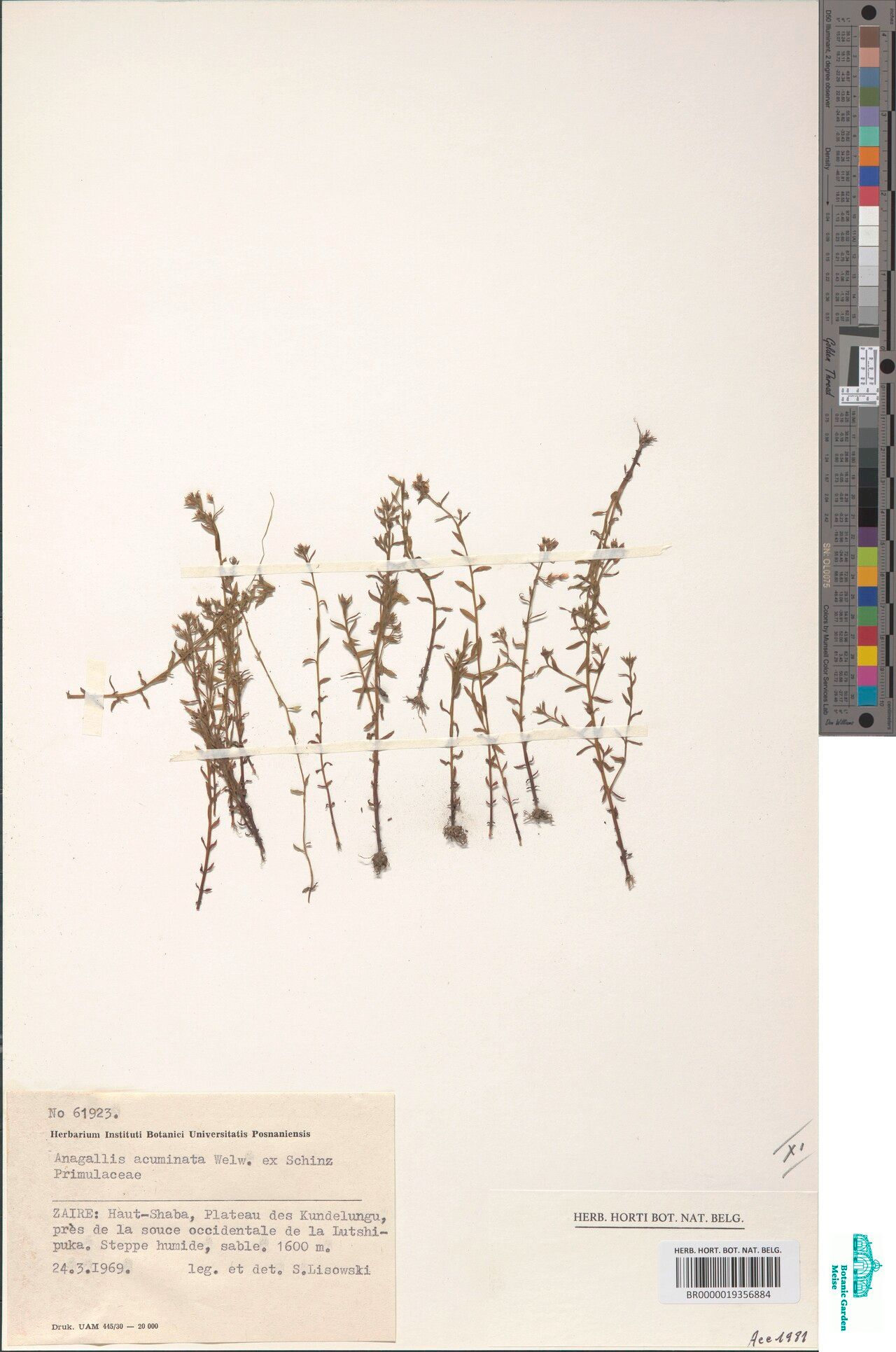 Lysimachia acuminata