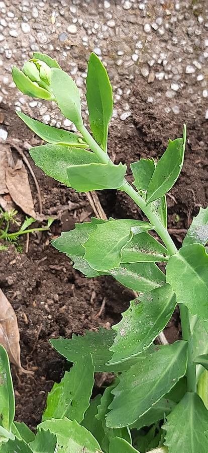 Emilia discifolia leaf