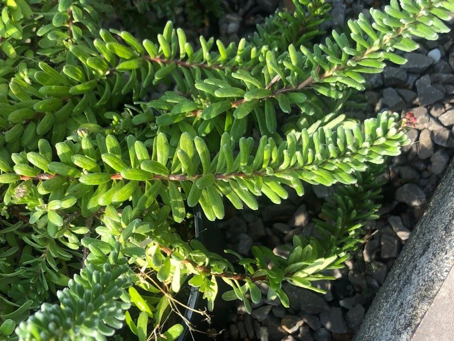 Grevillea lanigera leaf