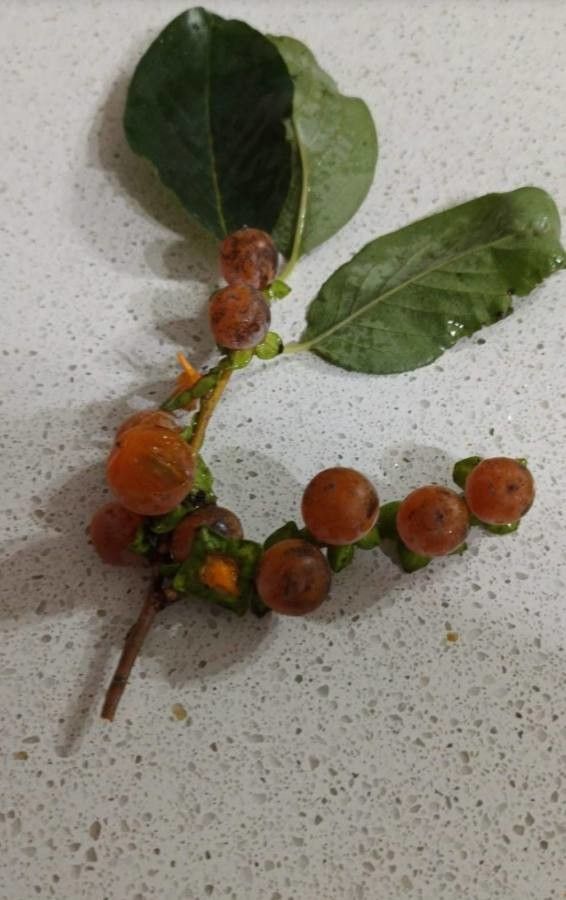 Diospyros lotus fruit