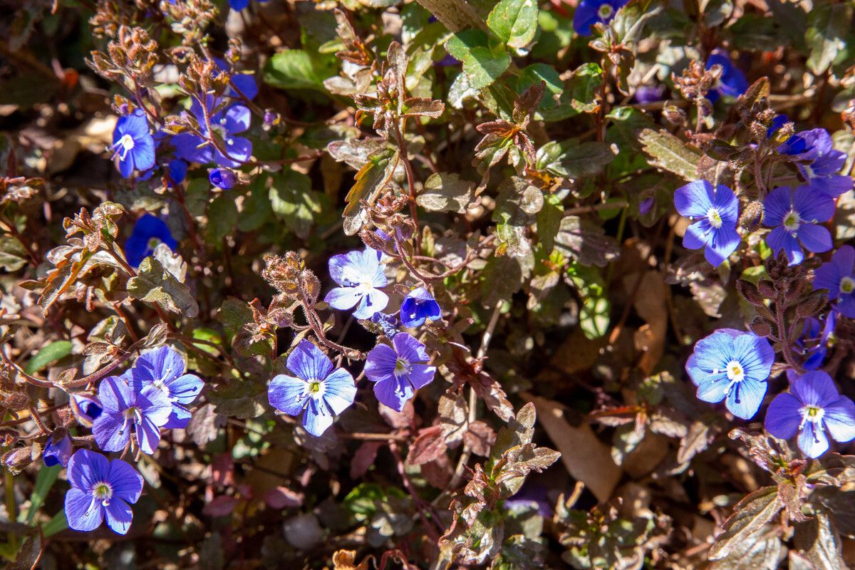 Veronica peduncularis flower