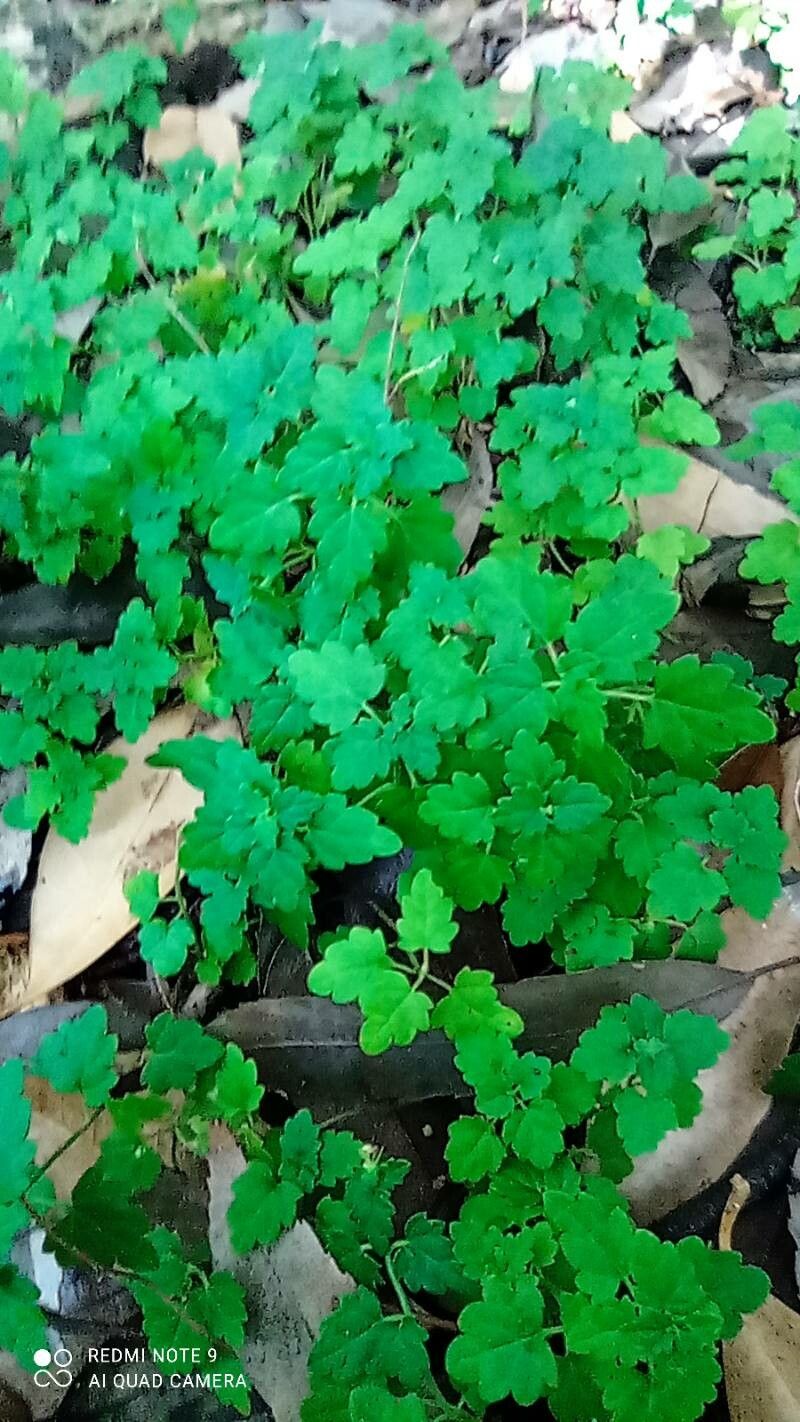 Scutellaria kikai-insularis — houseplant care guide