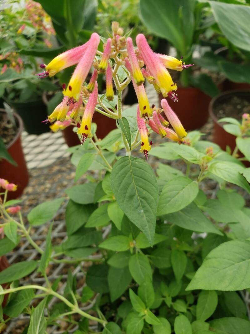 Cuphea cyanea flower