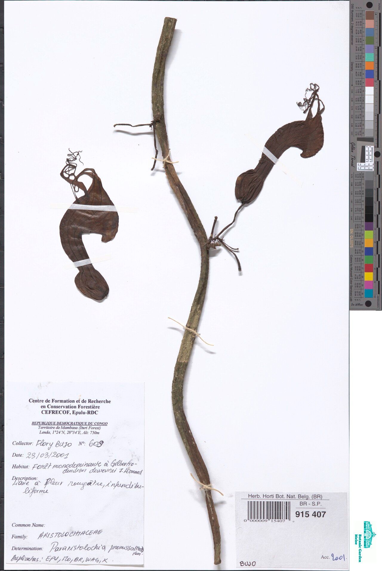 Aristolochia promissa — search result for 'Aristolochia'