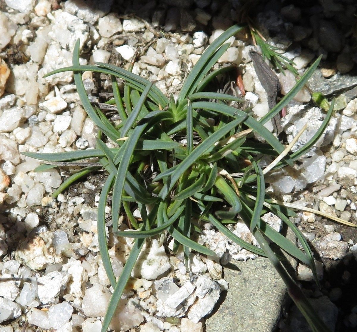 Dianthus siculus habit
