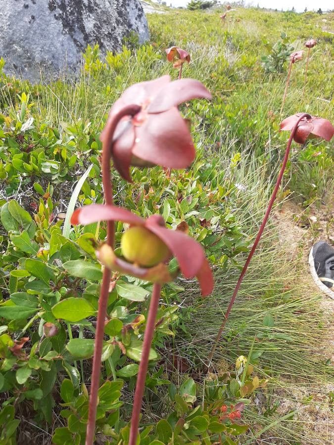 Sarracenia purpurea fruit