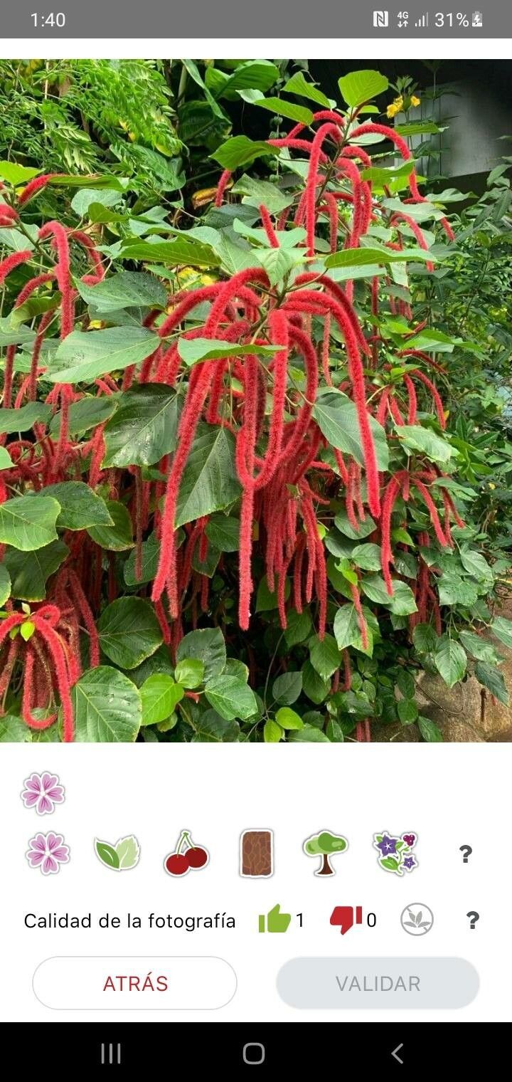 Acalypha hispida fruit