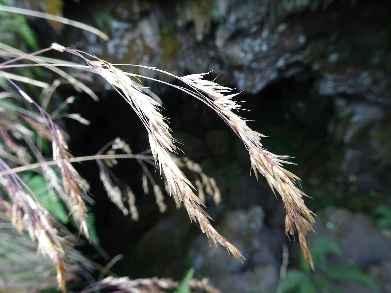 Festuca abyssinica flower