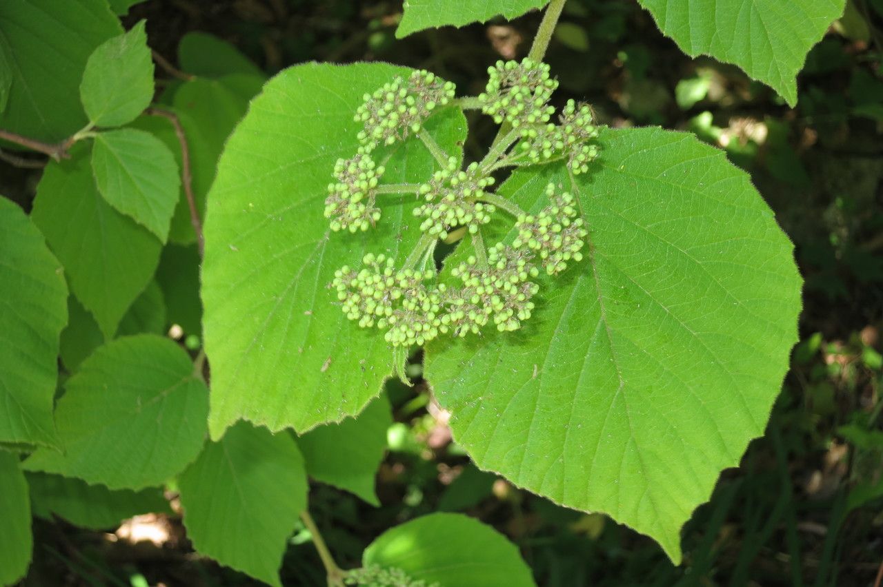 Viburnum tiliifolium other
