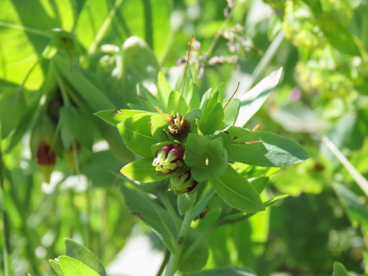 Cerinthe minor flower