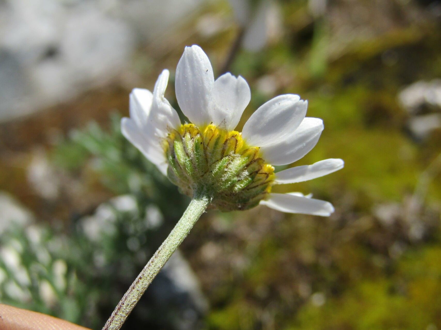 Anthemis jordanovii flower