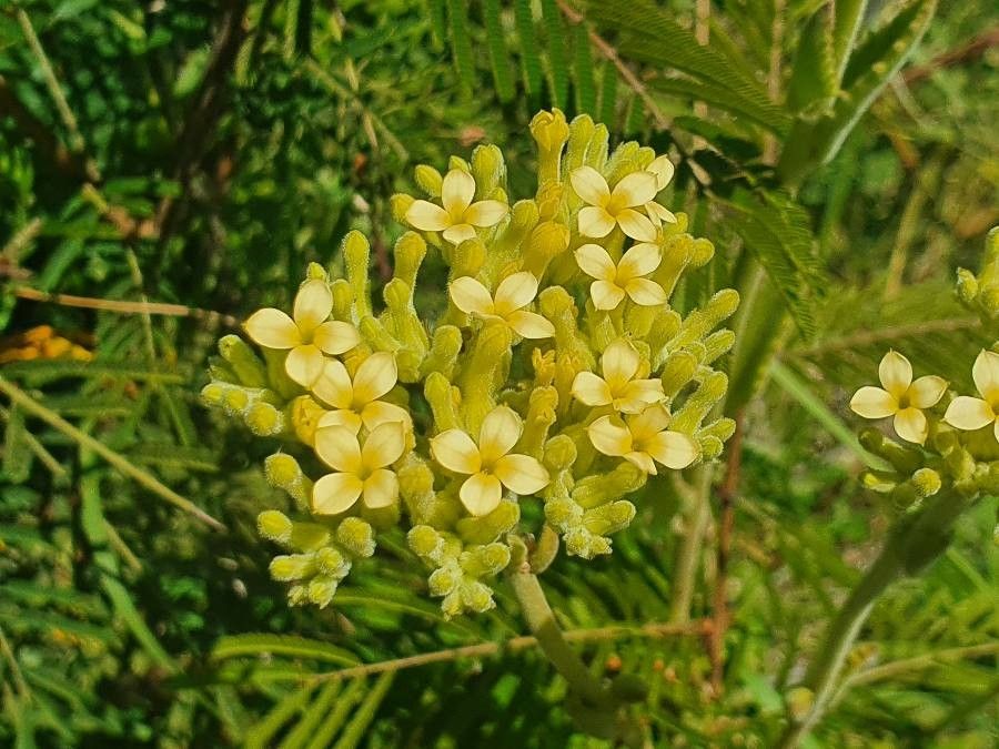 Kalanchoe citrina flower