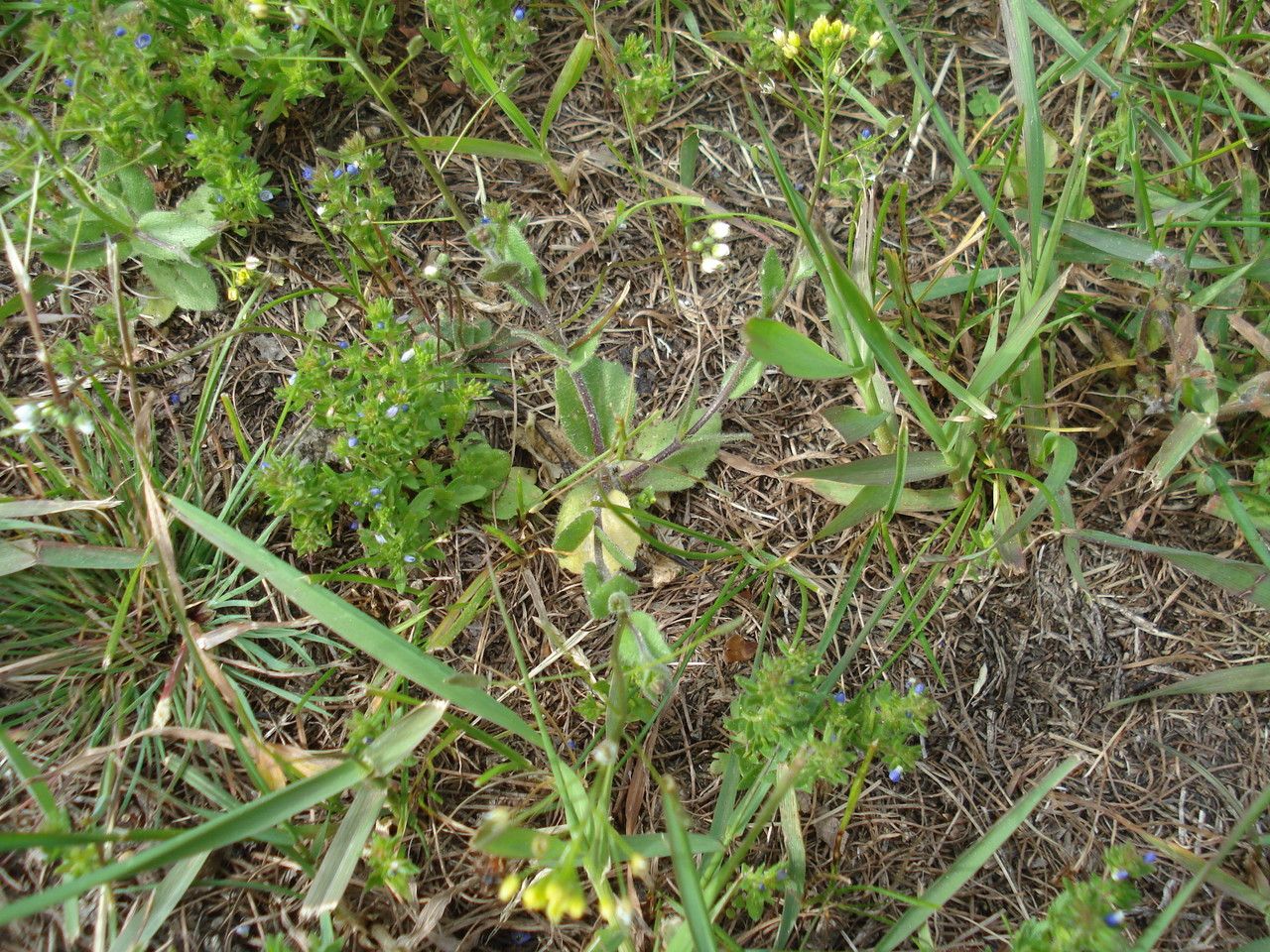 Draba nemorosa habit