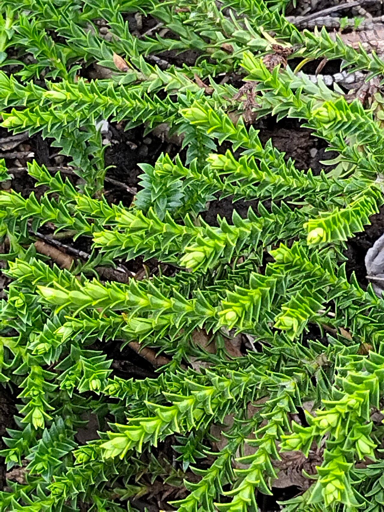 Veronica epacridea — houseplant care guide