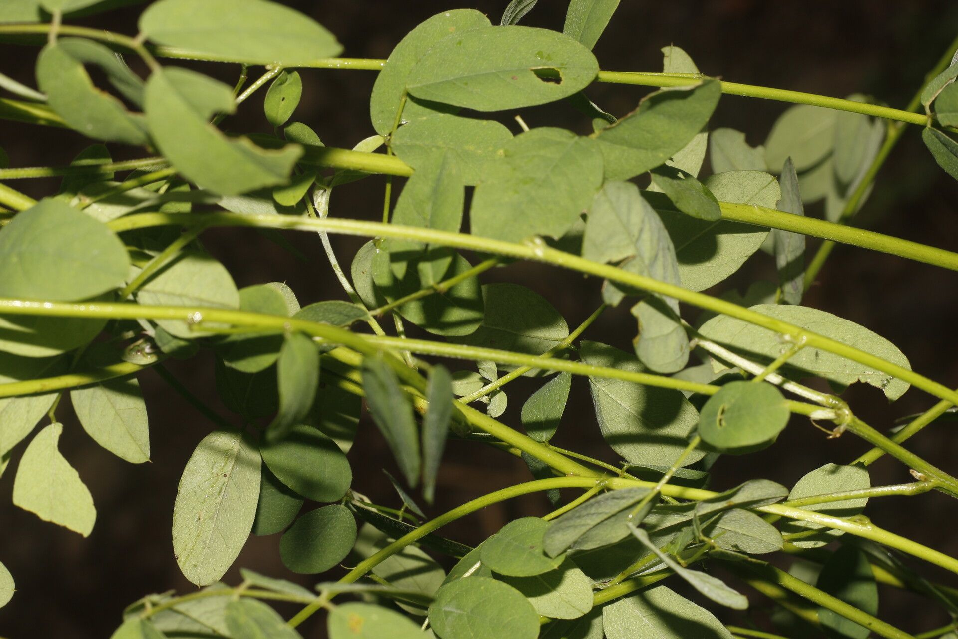 Indigofera trita leaf