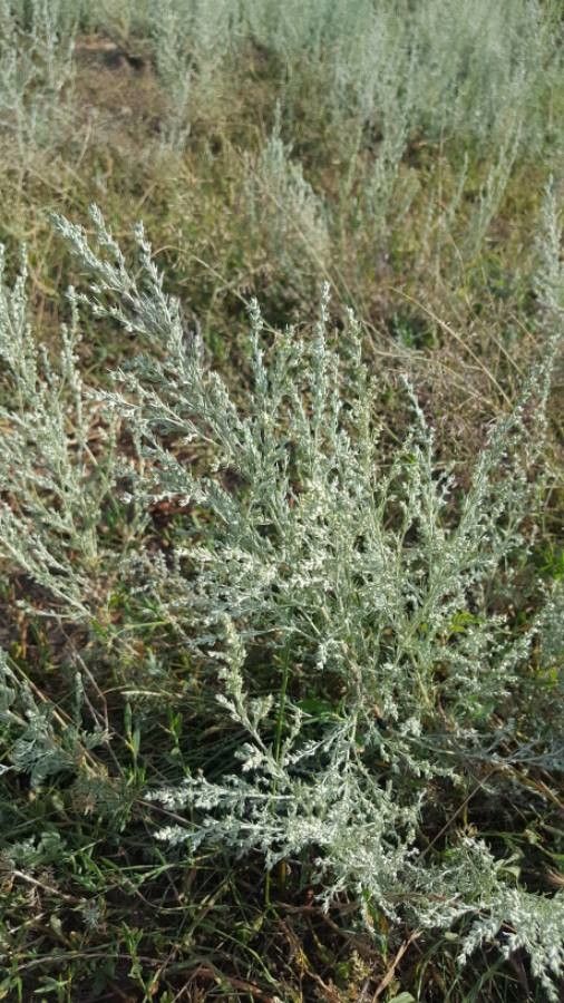 Artemisia maritima bark