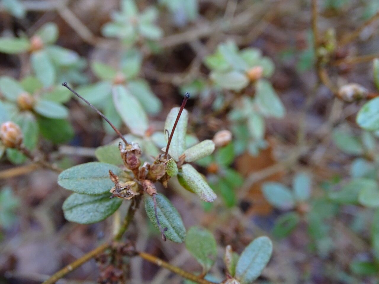 Rhododendron lapponicum flower