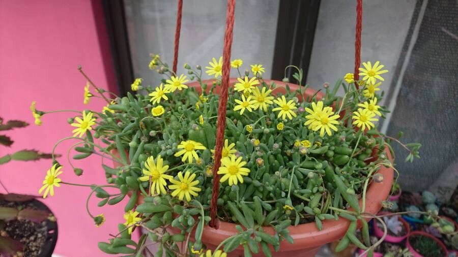 Othonna capensis flower