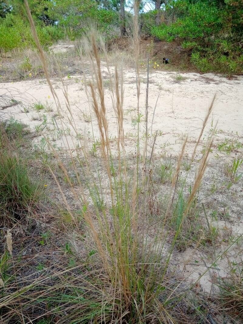 Aristida pallens habit