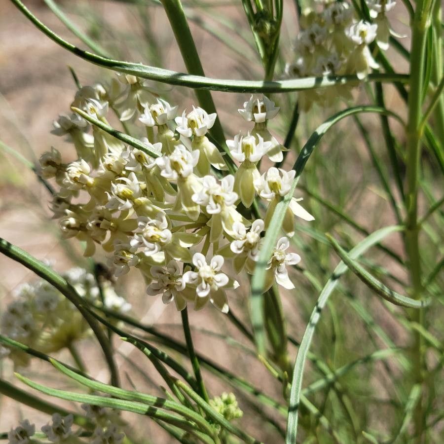 Asclepias subverticillata flower