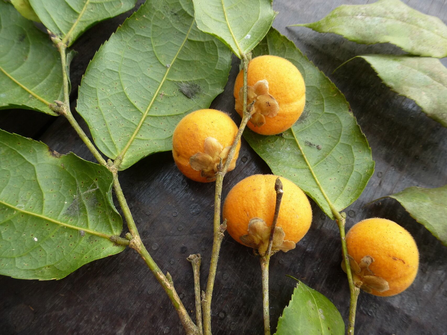Drypetes inaequalis fruit