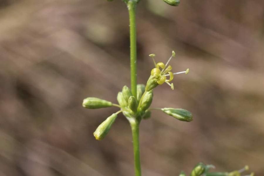 Silene exaltata flower