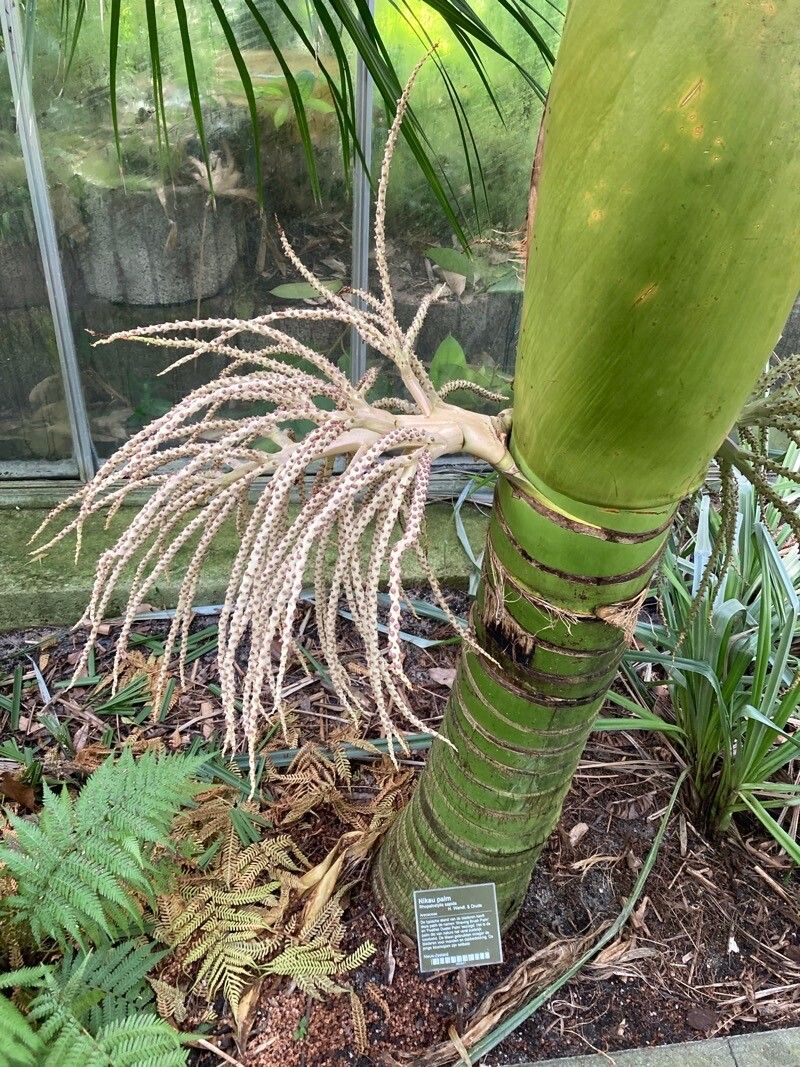 Rhopalostylis sapida flower