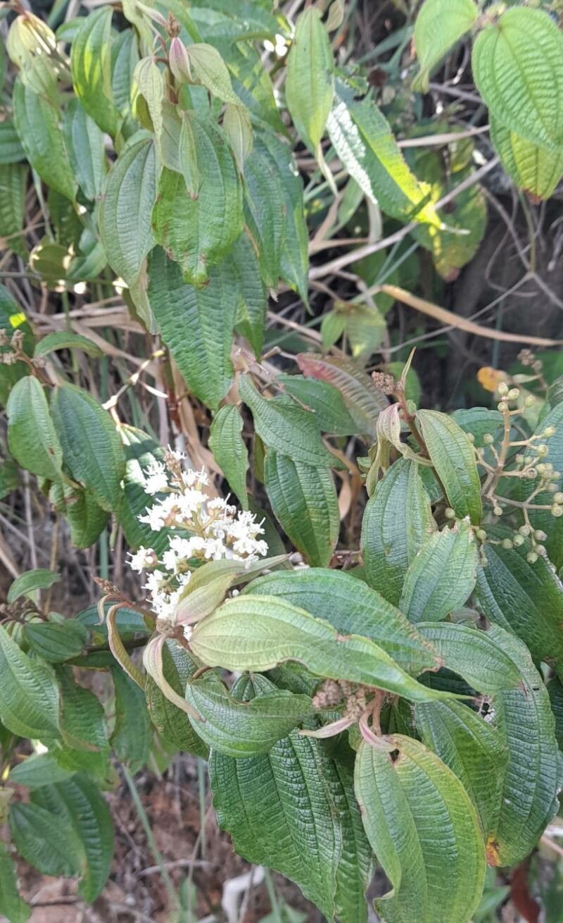 Miconia prasina habit