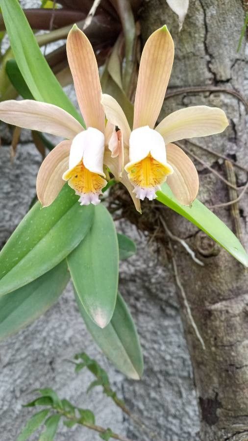 Cattleya forbesii — search result for 'Cattleya'
