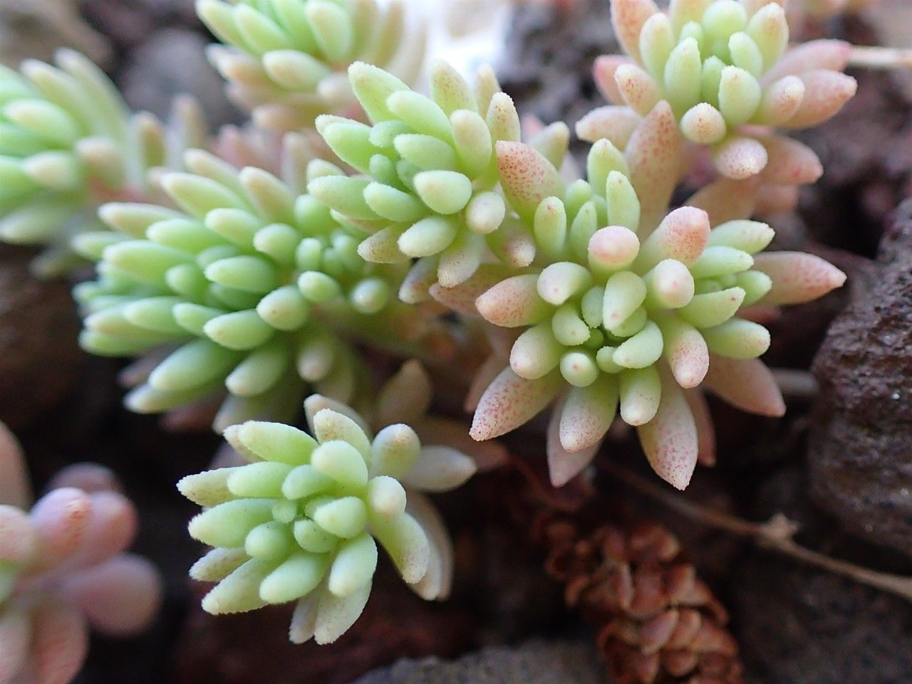 Sedum hispanicum fruit
