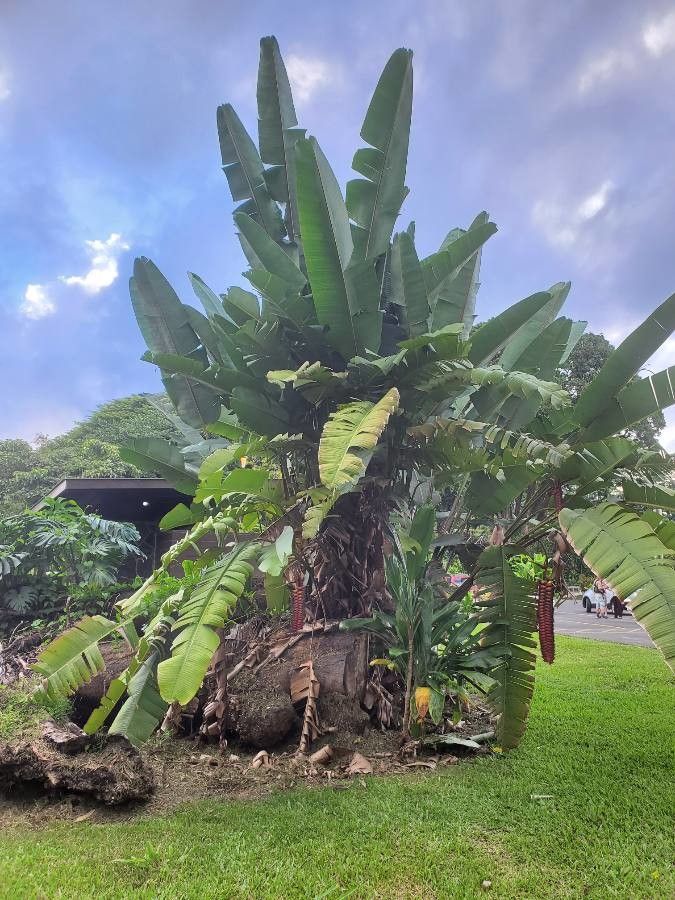 Heliconia mariae — search result for 'Heliconia'
