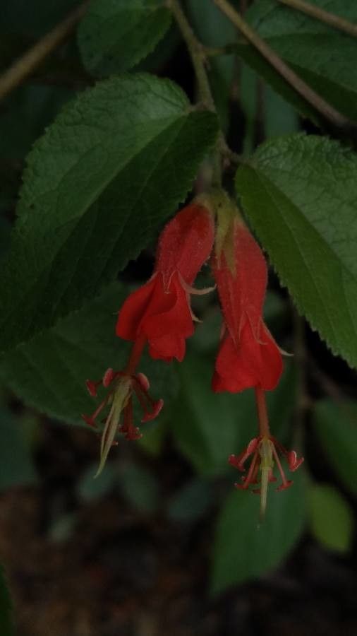 Helicteres guazumifolia flower
