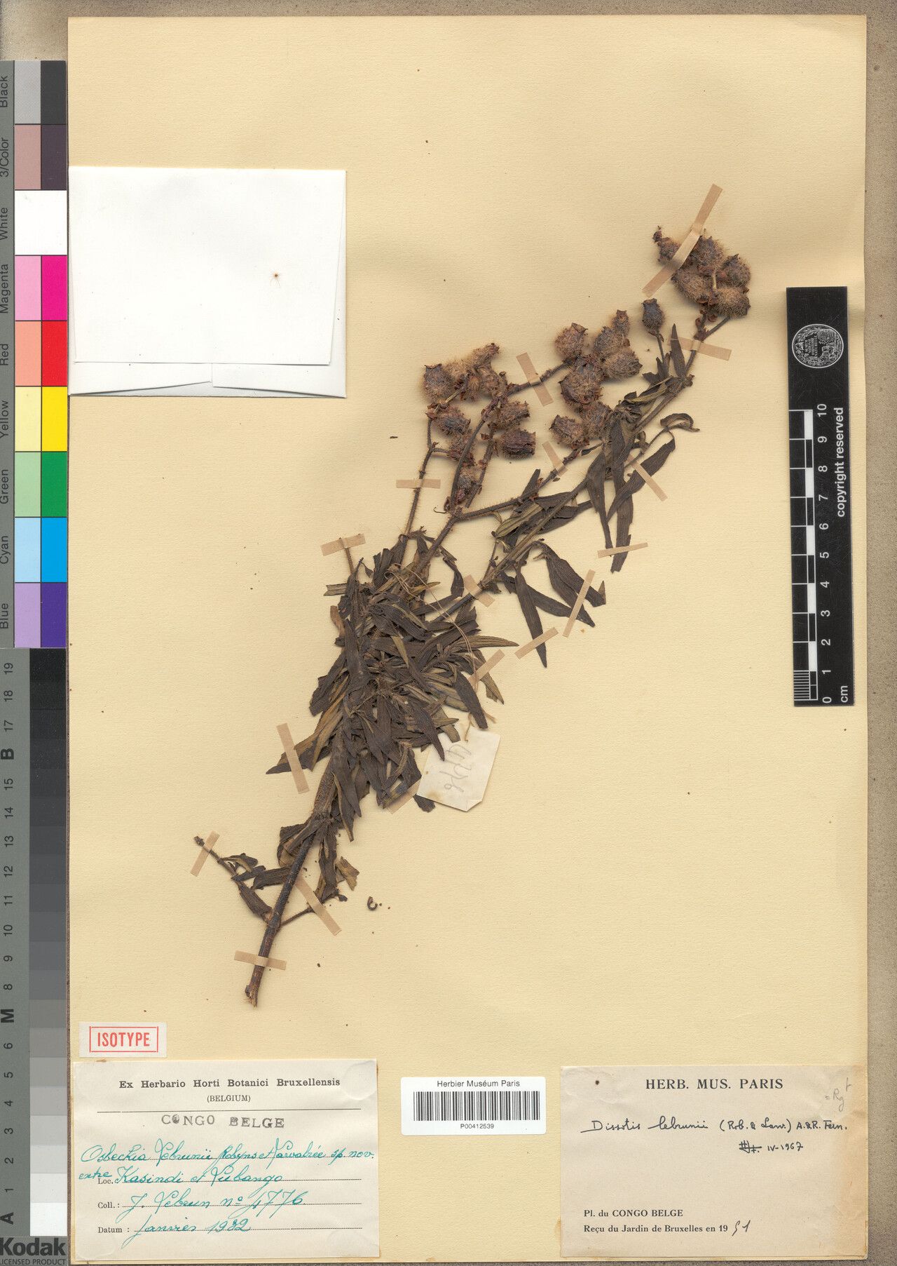 Dissotis lebrunii — related species from the same genus