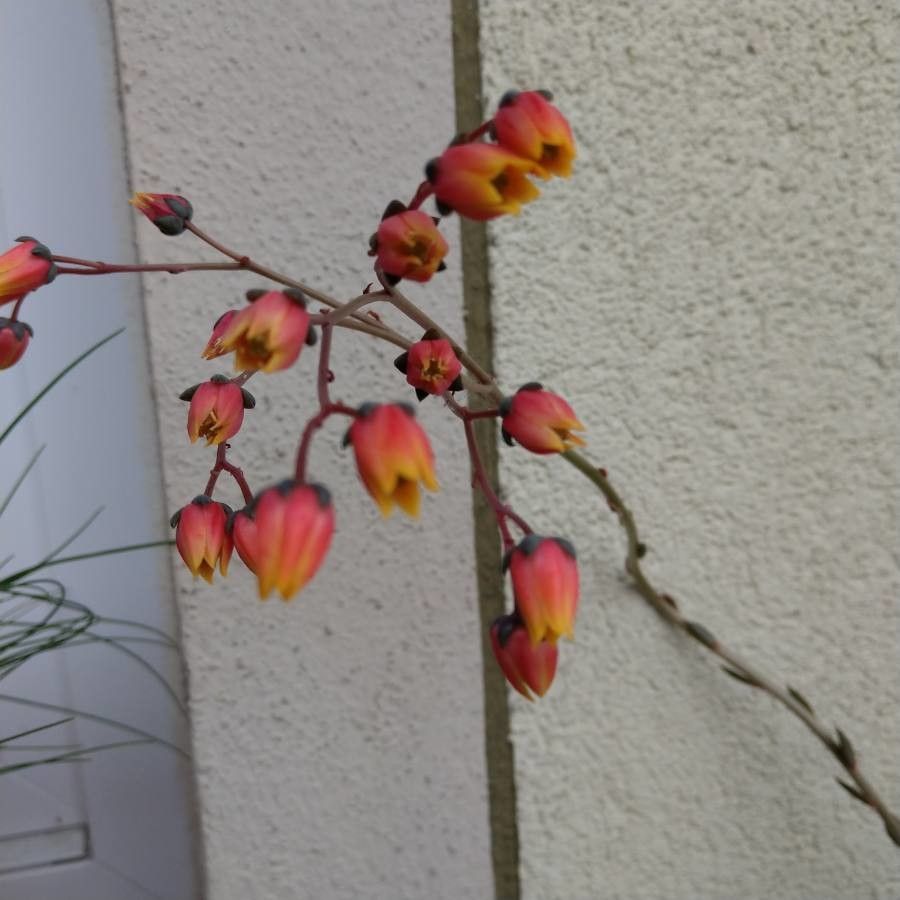 Echeveria purpusorum flower