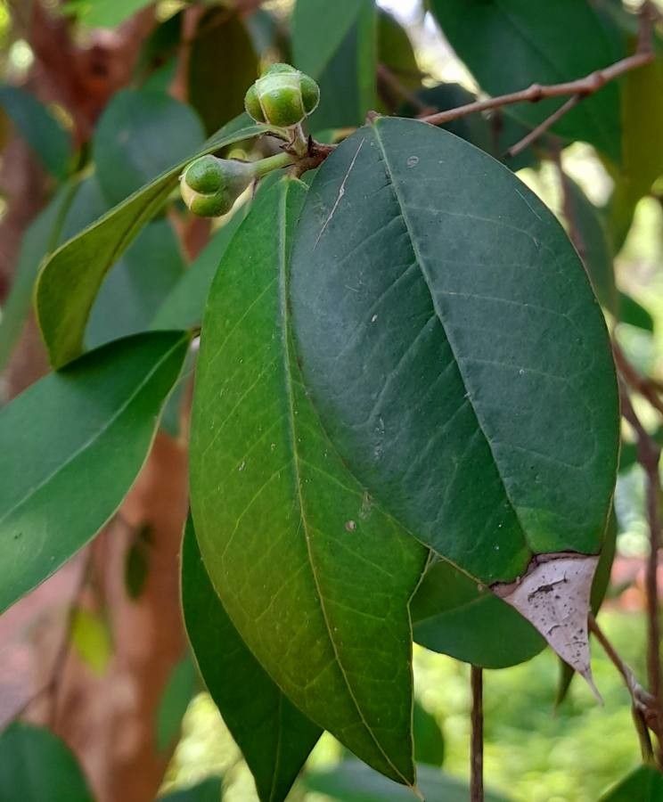 Myrcianthes pungens — search result for 'Uruguay'